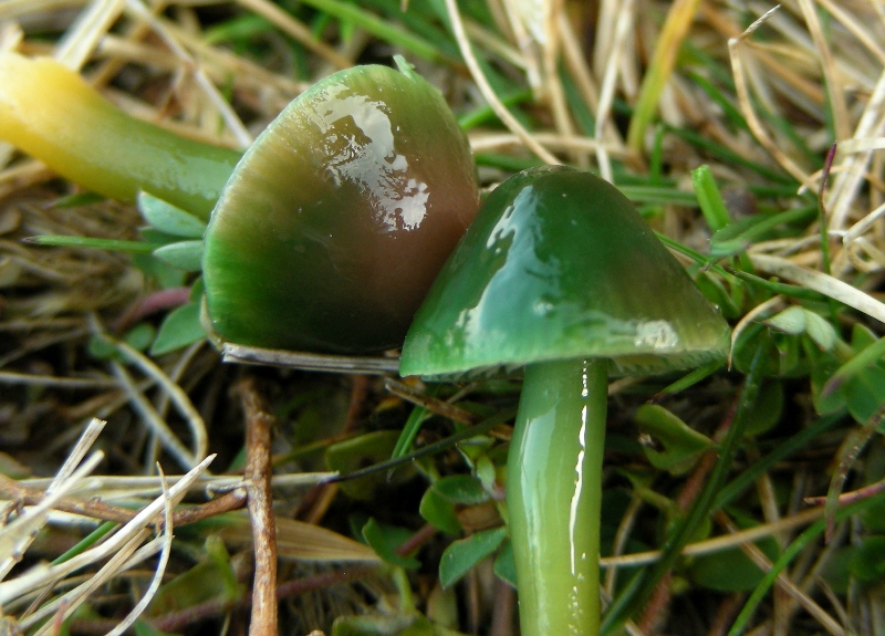 Viva le Hygrocybe!!!